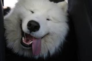 fluffy-smiling-dog